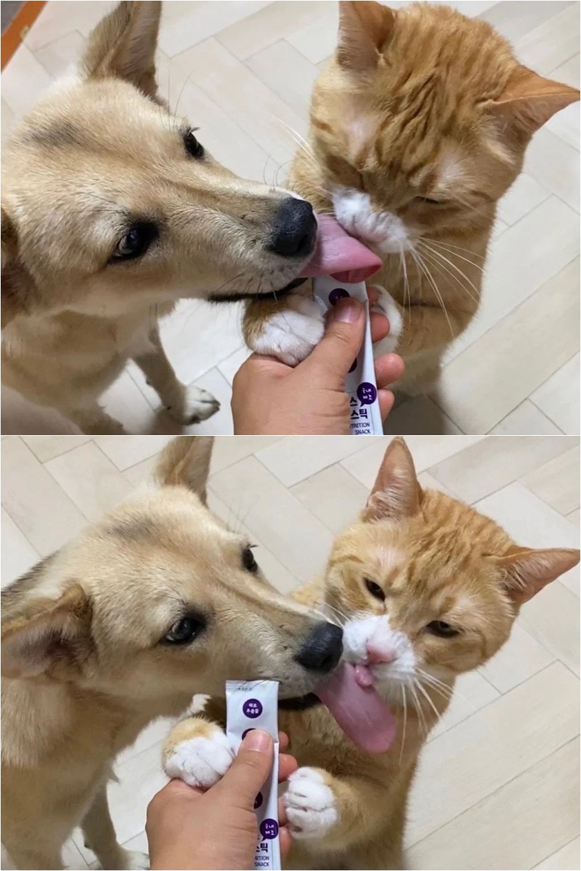 강아지와 고양이 혀 크기 차이.jpg 정보